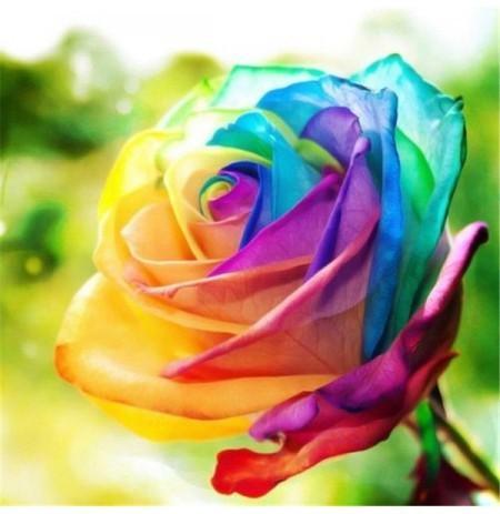 Egrow 200pcs rainbow rose seeds rare colorful flower potted plant garden bonsai 1